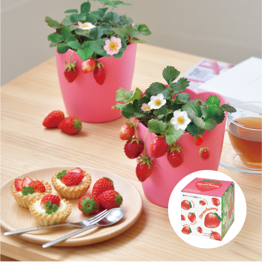 摘みたてイチゴ栽培セット - 聖新陶芸株式会社｜栽培キットの企画