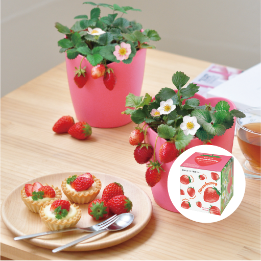 摘みたてイチゴ栽培セット - 聖新陶芸株式会社｜栽培キットの企画