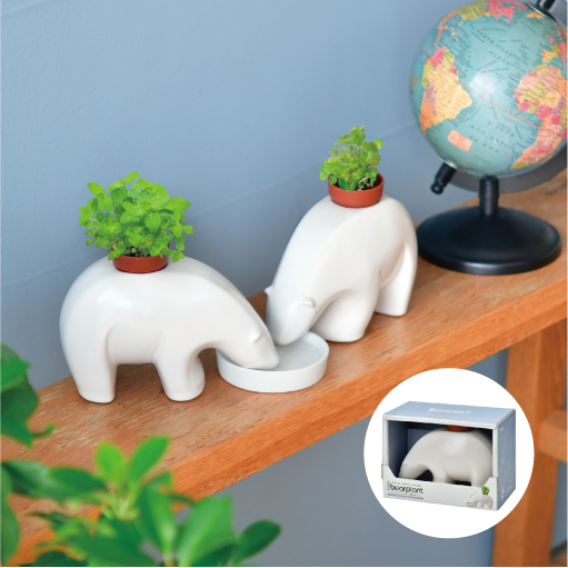 polar bearplant - 聖新陶芸株式会社｜栽培キットの企画・製造・販売