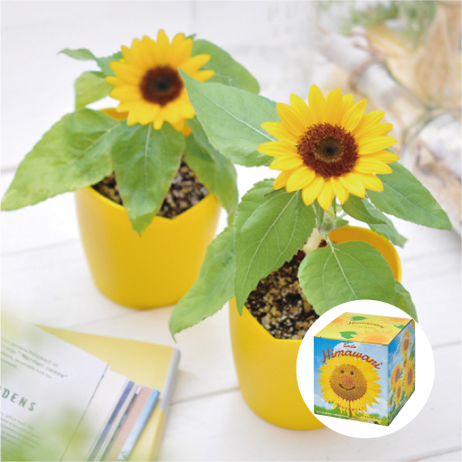 ひまわり 真夏の葛西臨海公園にひまわりを撮りに行く – 酔人日月抄外伝