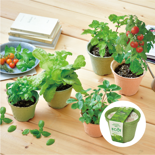 ECOT エコットS - 聖新陶芸株式会社｜栽培キットの企画・製造・販売