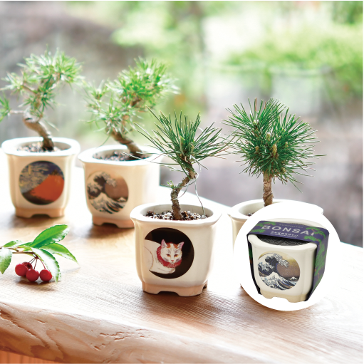 JAPANESE BONSAI - 聖新陶芸株式会社｜栽培キットの企画・製造・販売