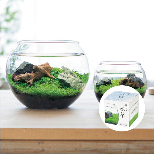 育てる水草 S - 聖新陶芸株式会社｜栽培キットの企画・製造・販売