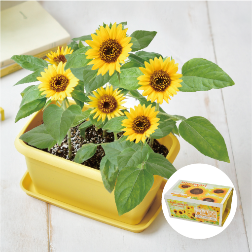 ENJOY PLANTER FLOWER - 聖新陶芸株式会社｜栽培キットの企画・製造・販売
