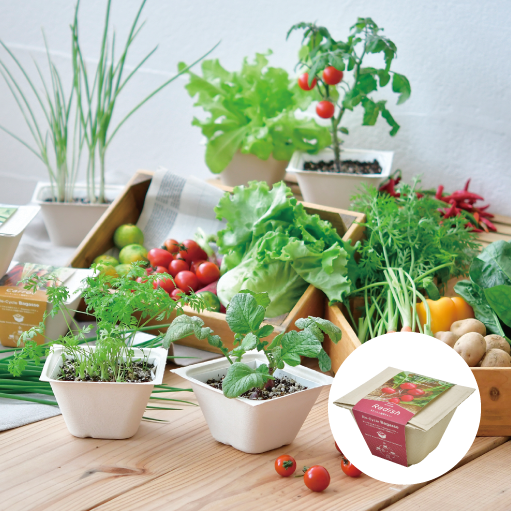 BAGASSE GREEN - 聖新陶芸株式会社｜栽培キットの企画・製造・販売