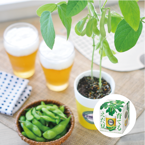育てるえだ豆栽培セット - 聖新陶芸株式会社｜栽培キットの企画・製造