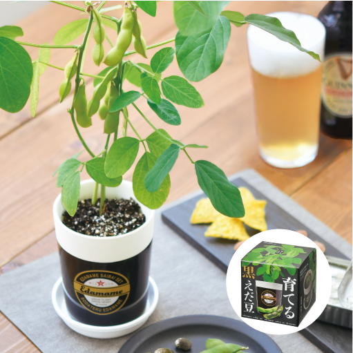 育てる黒えだ豆栽培セット - 聖新陶芸株式会社｜栽培キットの企画