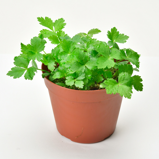 三つ葉 - 聖新陶芸株式会社｜栽培キットの企画・製造・販売