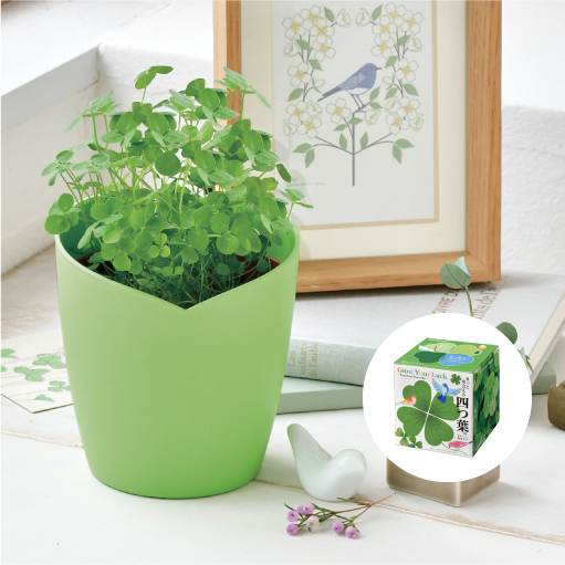 きっと出会える四つ葉栽培キット - 聖新陶芸株式会社｜栽培キットの