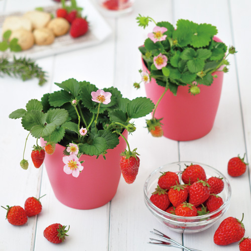 ピンクの花咲くストロベリー栽培キット - 聖新陶芸株式会社｜栽培