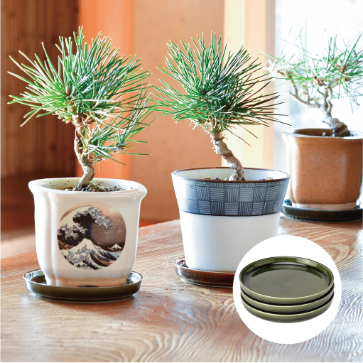 製品 アーカイブ - 聖新陶芸株式会社｜栽培キットの企画・製造・販売